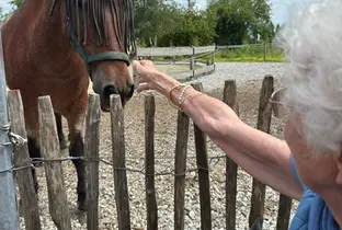 Activité zoothérapie avec chevaux pour les habitants de la résidence Château d'Or