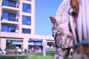Poney dans le cadre d'une activité dans le jardin de la résidence Boschart
