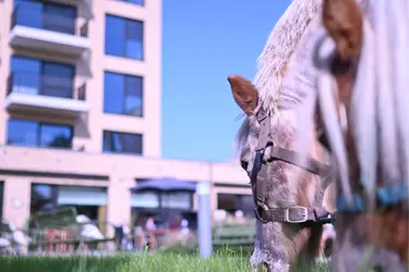 Poney dans le cadre d'une activité dans le jardin de la résidence Boschart